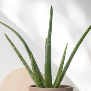 Aloe California